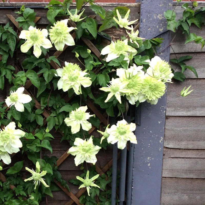 Clematis Alba plena in the GardenTags plant encyclopedia