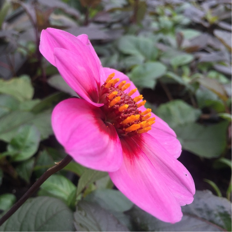 Dahlia Happy Single™ Wink in the GardenTags plant encyclopedia