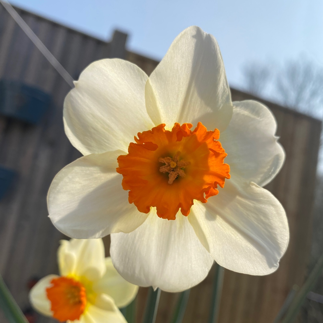 Daffodil Barrett Browning (Small-cupped) in the GardenTags plant encyclopedia