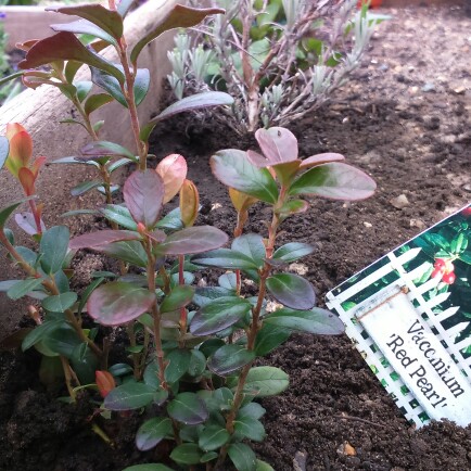 Lingonberry Red Pearl in the GardenTags plant encyclopedia