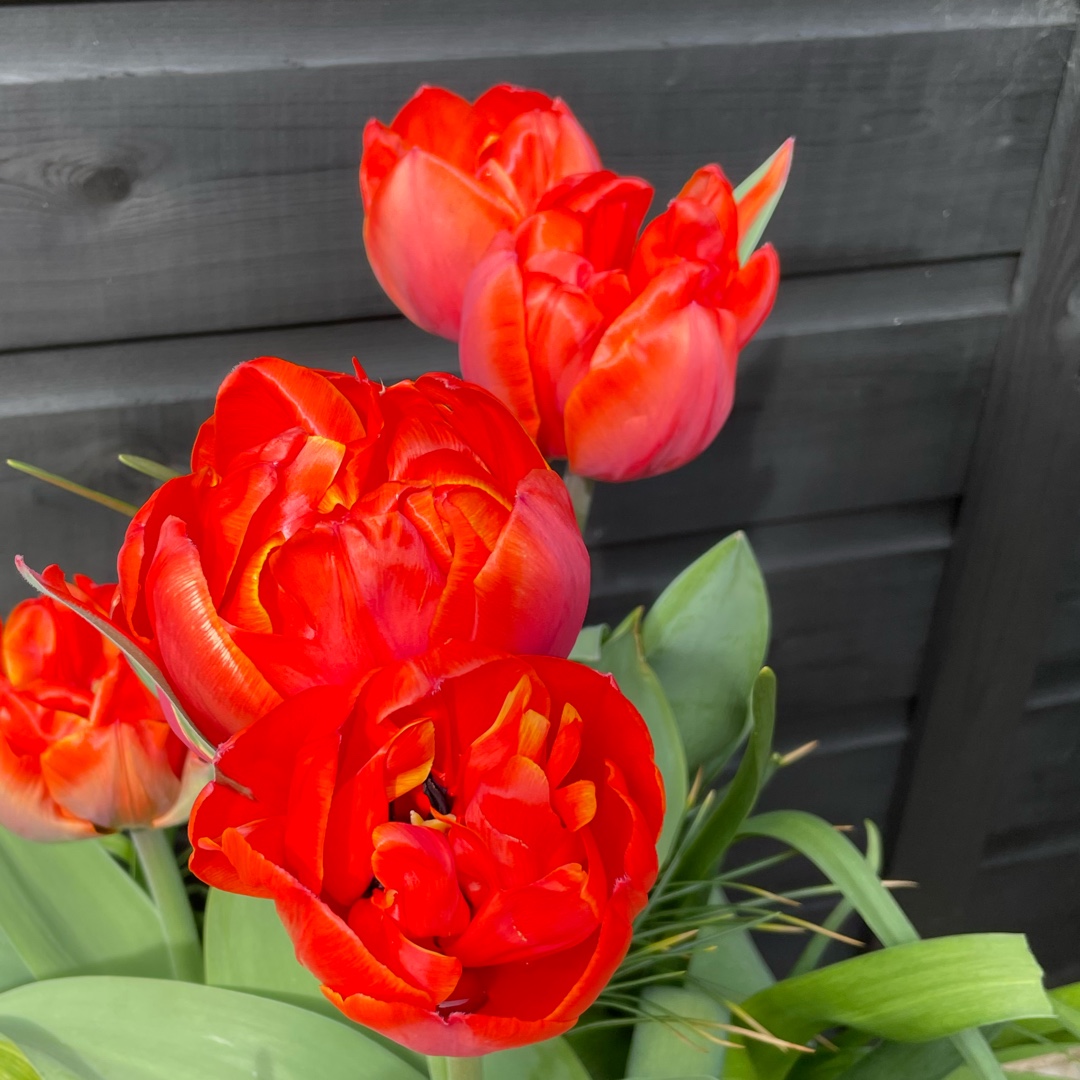 Tulip Queensday (Double Late) in the GardenTags plant encyclopedia