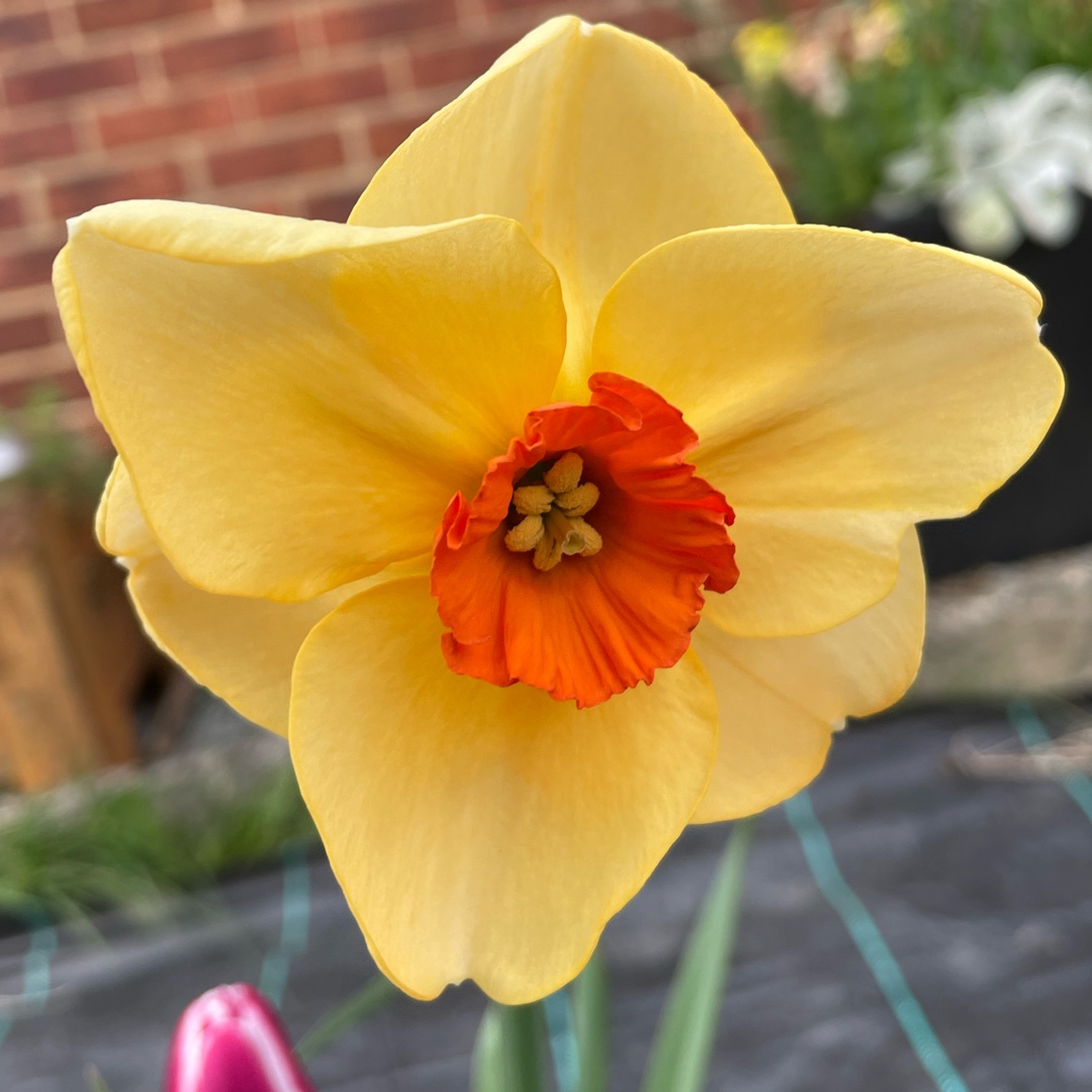 Daffodil Altruist (Small-cupped) in the GardenTags plant encyclopedia