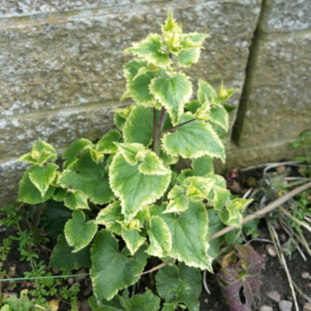 White-flowered Honesty Alba Variegata in the GardenTags plant encyclopedia