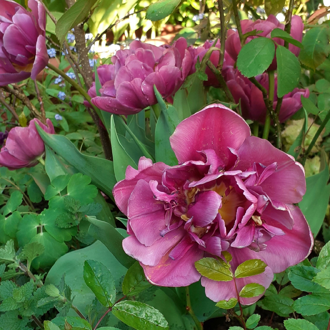 Tulip Purple Sky (Double Early) in the GardenTags plant encyclopedia