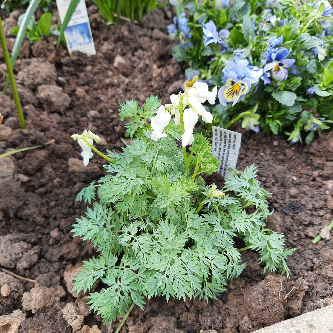 Wild Bleeding Hearts in the GardenTags plant encyclopedia