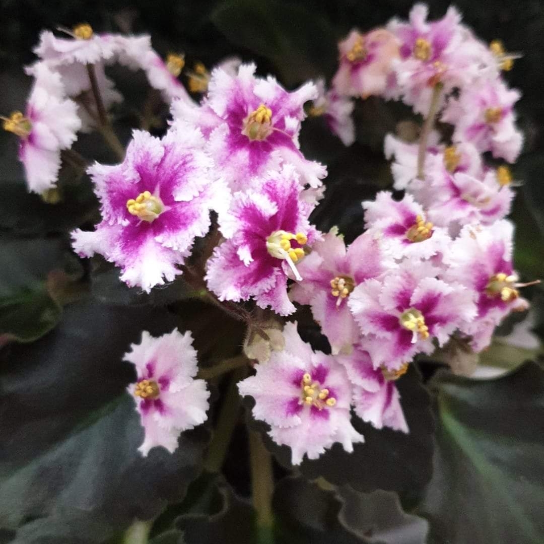 African Violet Robs Boondoggle in the GardenTags plant encyclopedia