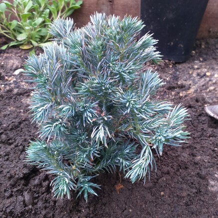 Sawara Cypress True Blue in the GardenTags plant encyclopedia