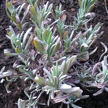 English Lavender Edelweiss  in the GardenTags plant encyclopedia