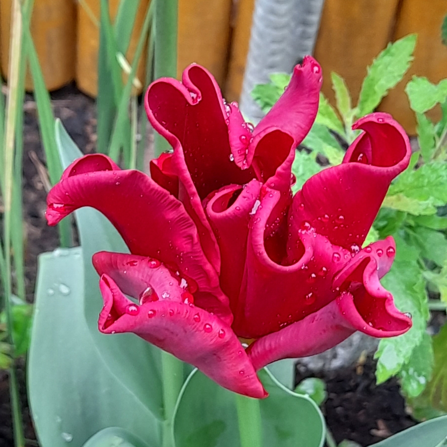 Tulip Red Dress (Coronet) in the GardenTags plant encyclopedia