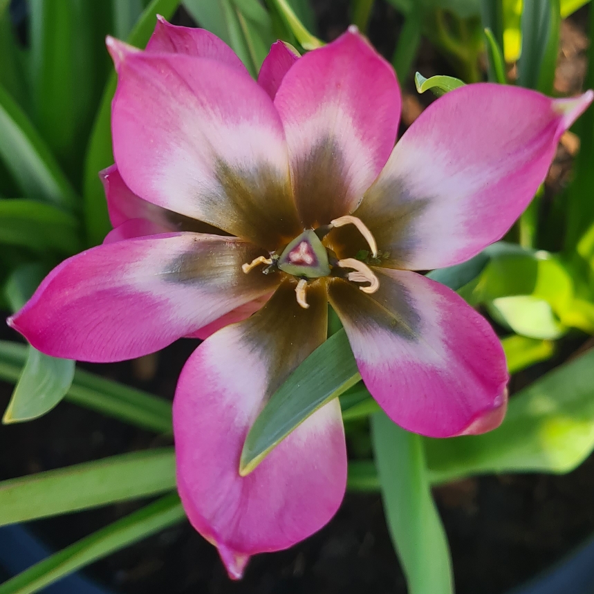 Tulip (Species) Low-growing Tulip Norah in the GardenTags plant encyclopedia