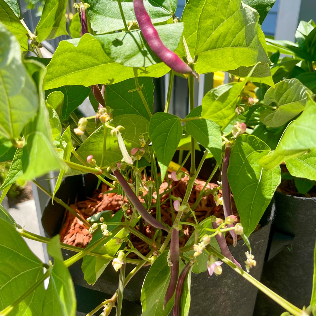 Bush Bean Red Swan in the GardenTags plant encyclopedia