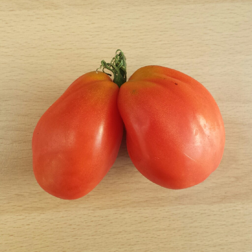 Tomato Oxheart in the GardenTags plant encyclopedia