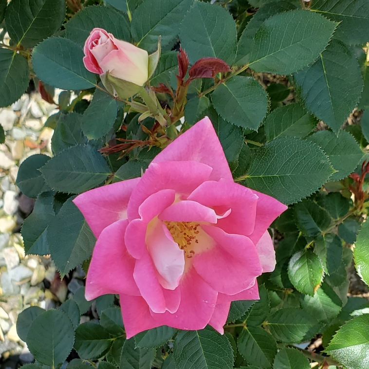 Rose Whimsy (Miniature) in the GardenTags plant encyclopedia