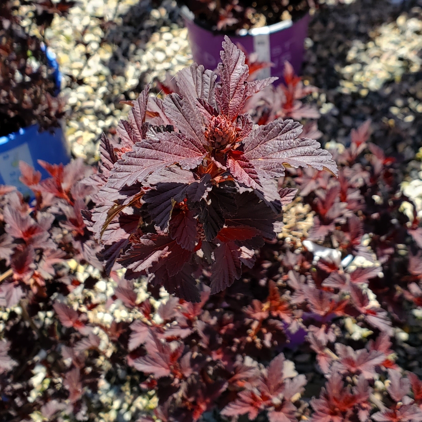 Ninebark Fireside in the GardenTags plant encyclopedia