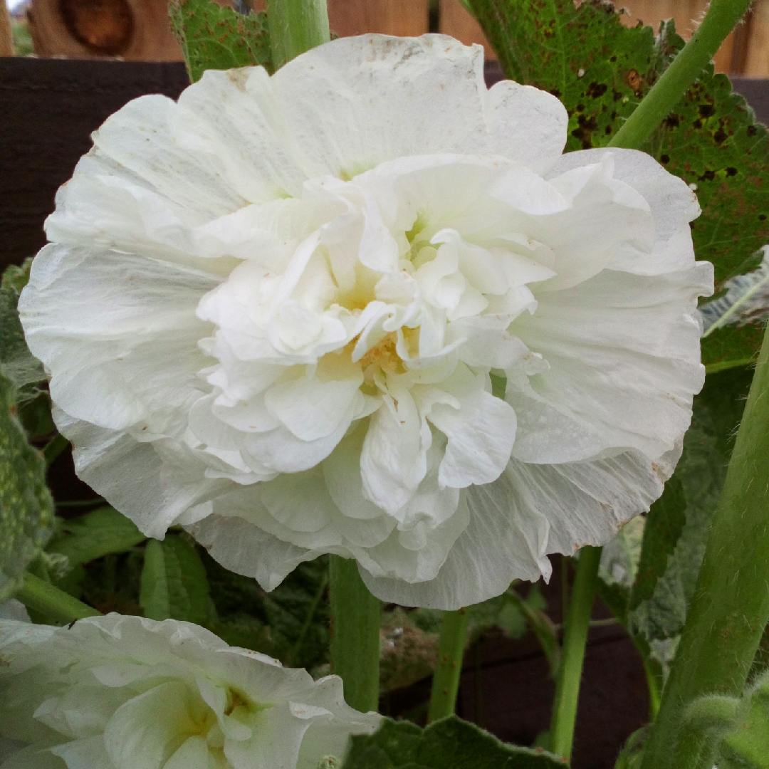 Hollyhock Chaters Double Group Icicle in the GardenTags plant encyclopedia