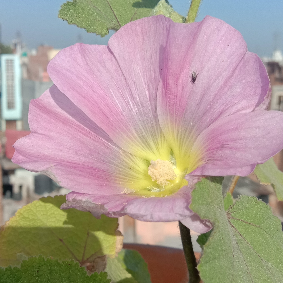 Antwerp Hollyhock Antwerp Mix in the GardenTags plant encyclopedia