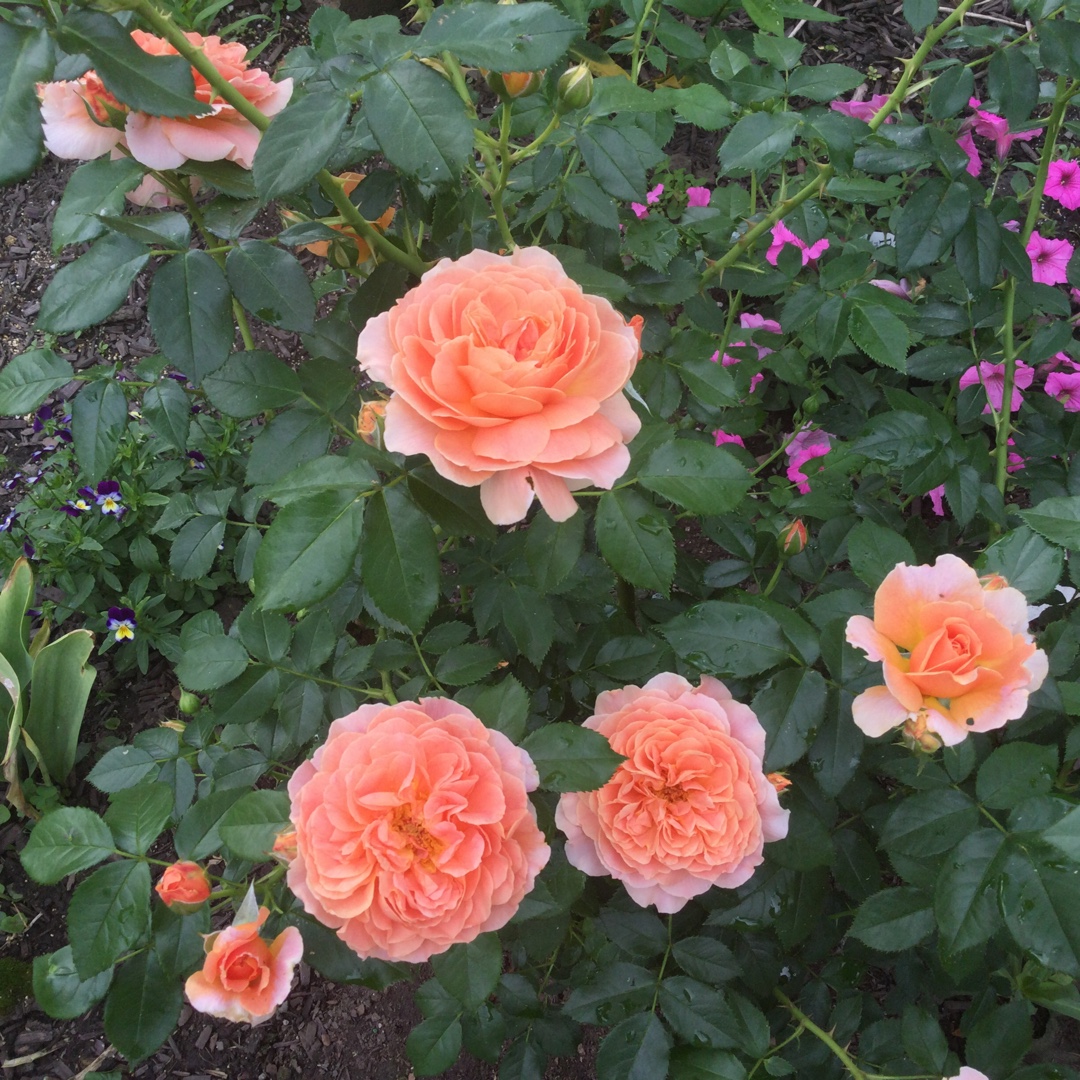 Rose At Last (Floribunda) in the GardenTags plant encyclopedia