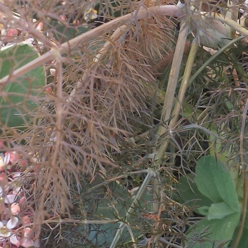 Fennel Giant Bronze in the GardenTags plant encyclopedia