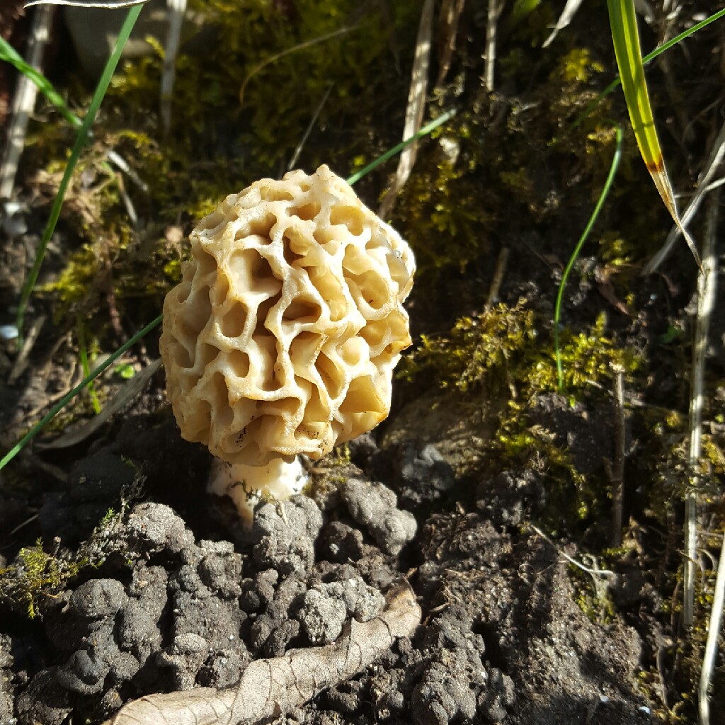 Morel Mushroom in the GardenTags plant encyclopedia