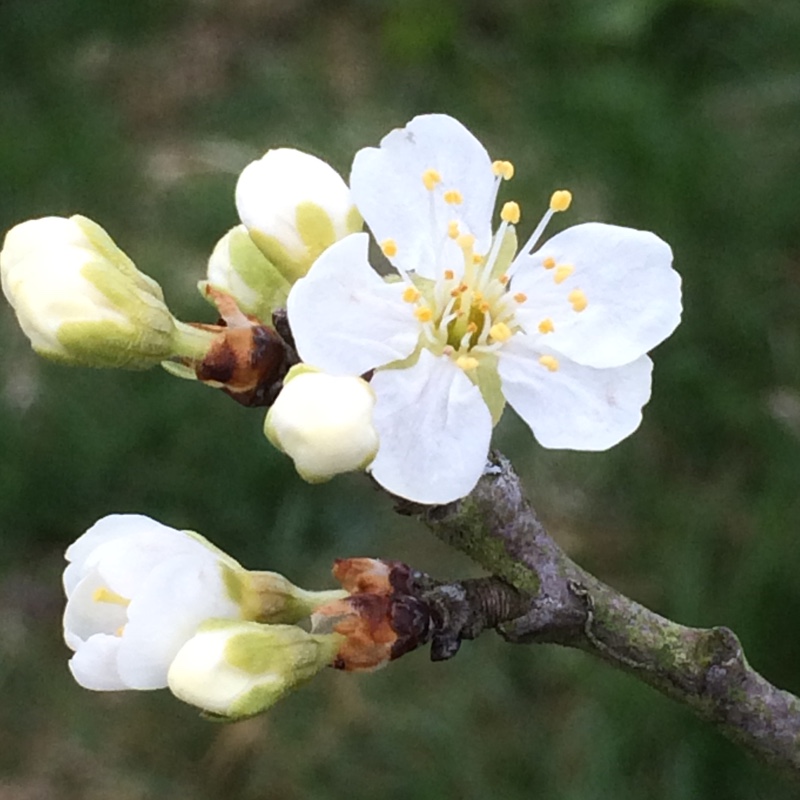 Plum Tree Dittisham Ploughman in the GardenTags plant encyclopedia