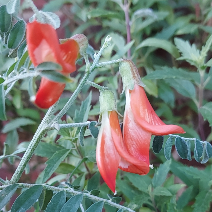 Balloon Pea in the GardenTags plant encyclopedia