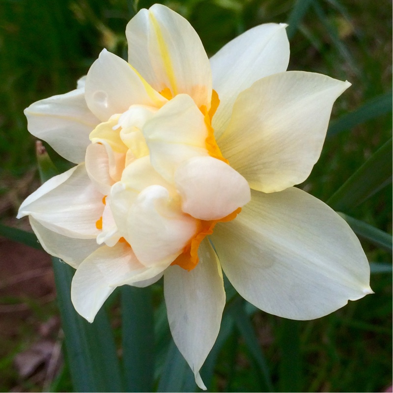 Daffodil Orange Phoenix (Double) in the GardenTags plant encyclopedia