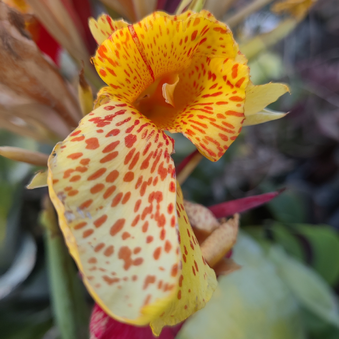 Canna Kaleidoscope in the GardenTags plant encyclopedia