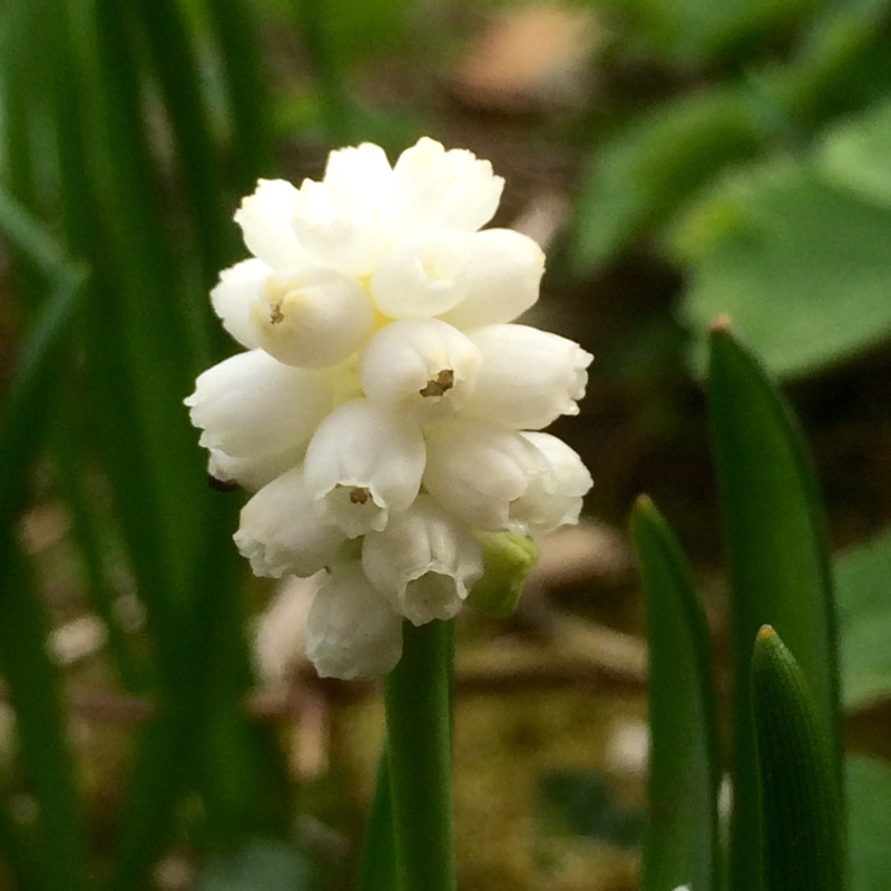 Grape Hyacinth White Magic in the GardenTags plant encyclopedia