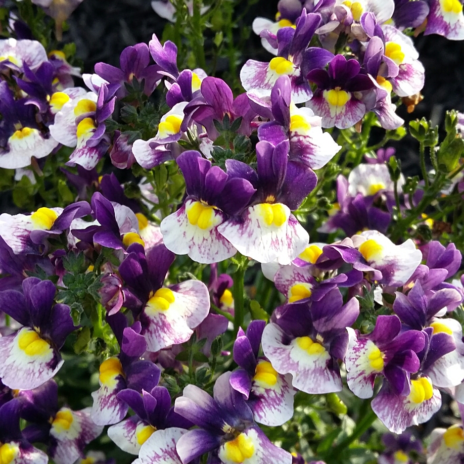 Nemesia Berries and Cream in the GardenTags plant encyclopedia