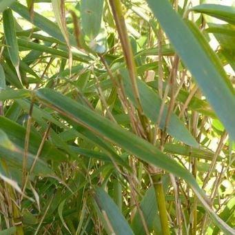 Umbrella Bamboo in the GardenTags plant encyclopedia