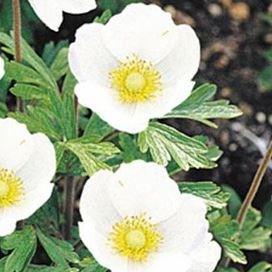 Snowdrop Windflower in the GardenTags plant encyclopedia