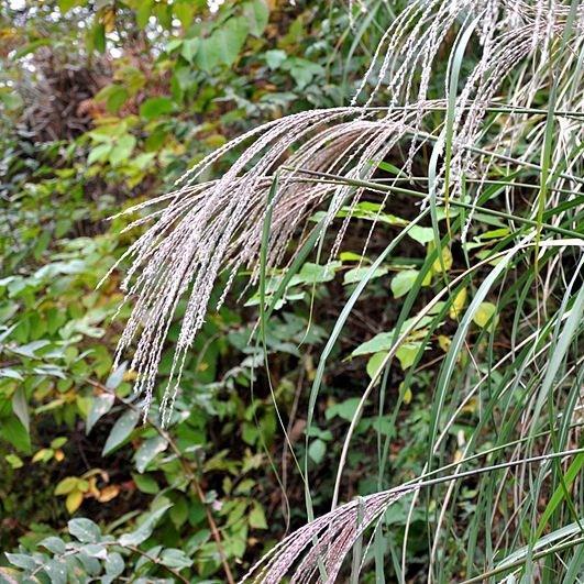 Silver Grass Kleine Fontane in the GardenTags plant encyclopedia