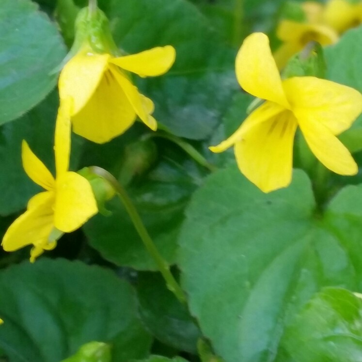 Wild Yellow Violet in the GardenTags plant encyclopedia