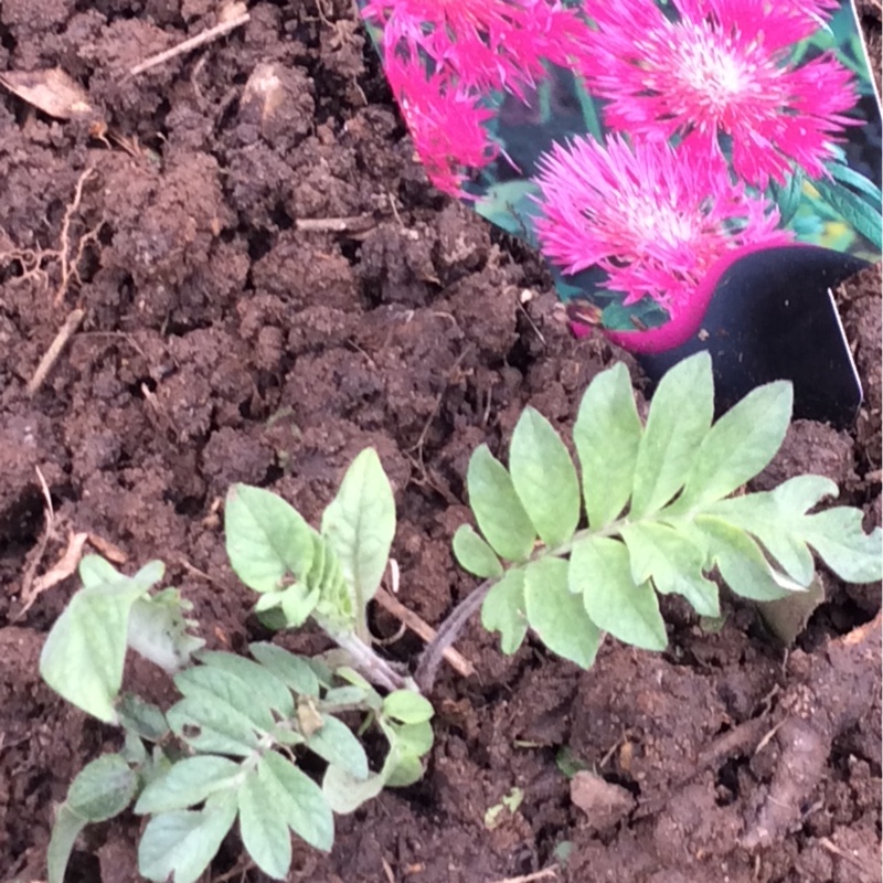 Persian Cornflower in the GardenTags plant encyclopedia