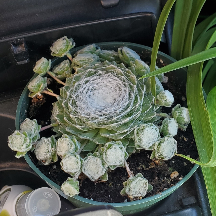 Sempervivum Arctic White in the GardenTags plant encyclopedia