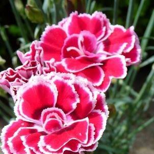 Dianthus caryophyllus 'Mondrian', Carnation 'Mondrian' in GardenTags ...