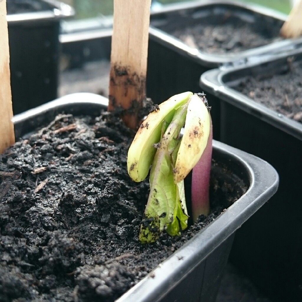 Climbing French Bean Blue Coco in the GardenTags plant encyclopedia