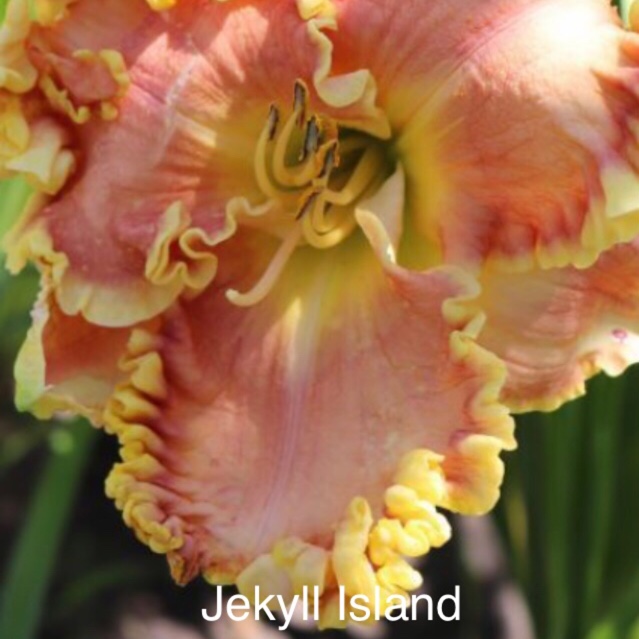 Daylily Jekyll Island in the GardenTags plant encyclopedia