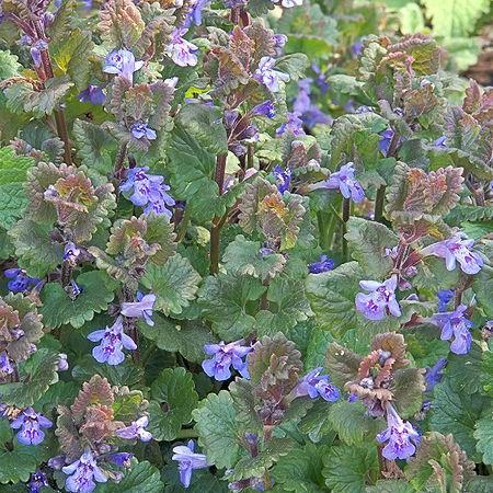 Ground ivy in the GardenTags plant encyclopedia