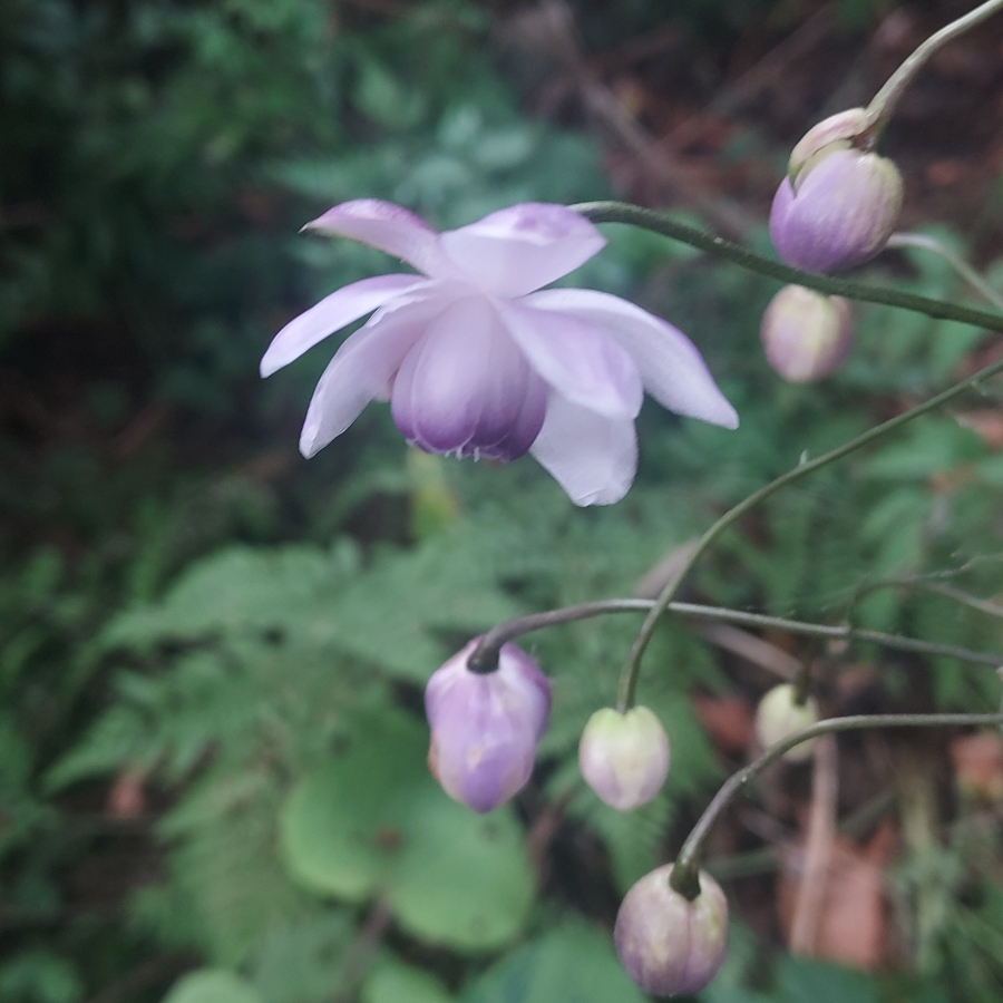 False Anemone  in the GardenTags plant encyclopedia