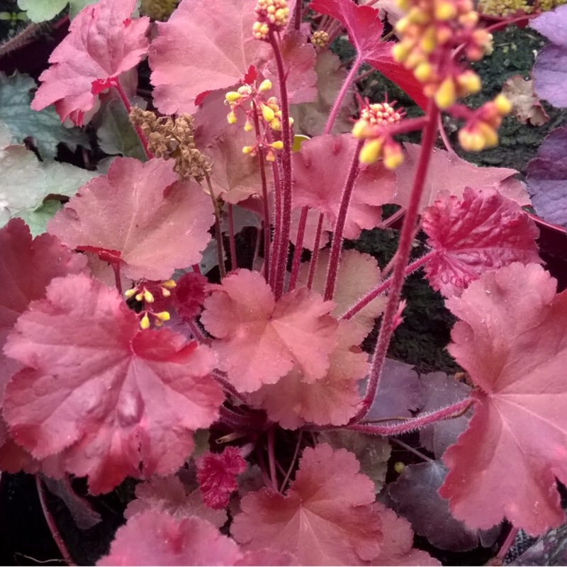 Alumroot Little Cutie Blondie in the GardenTags plant encyclopedia