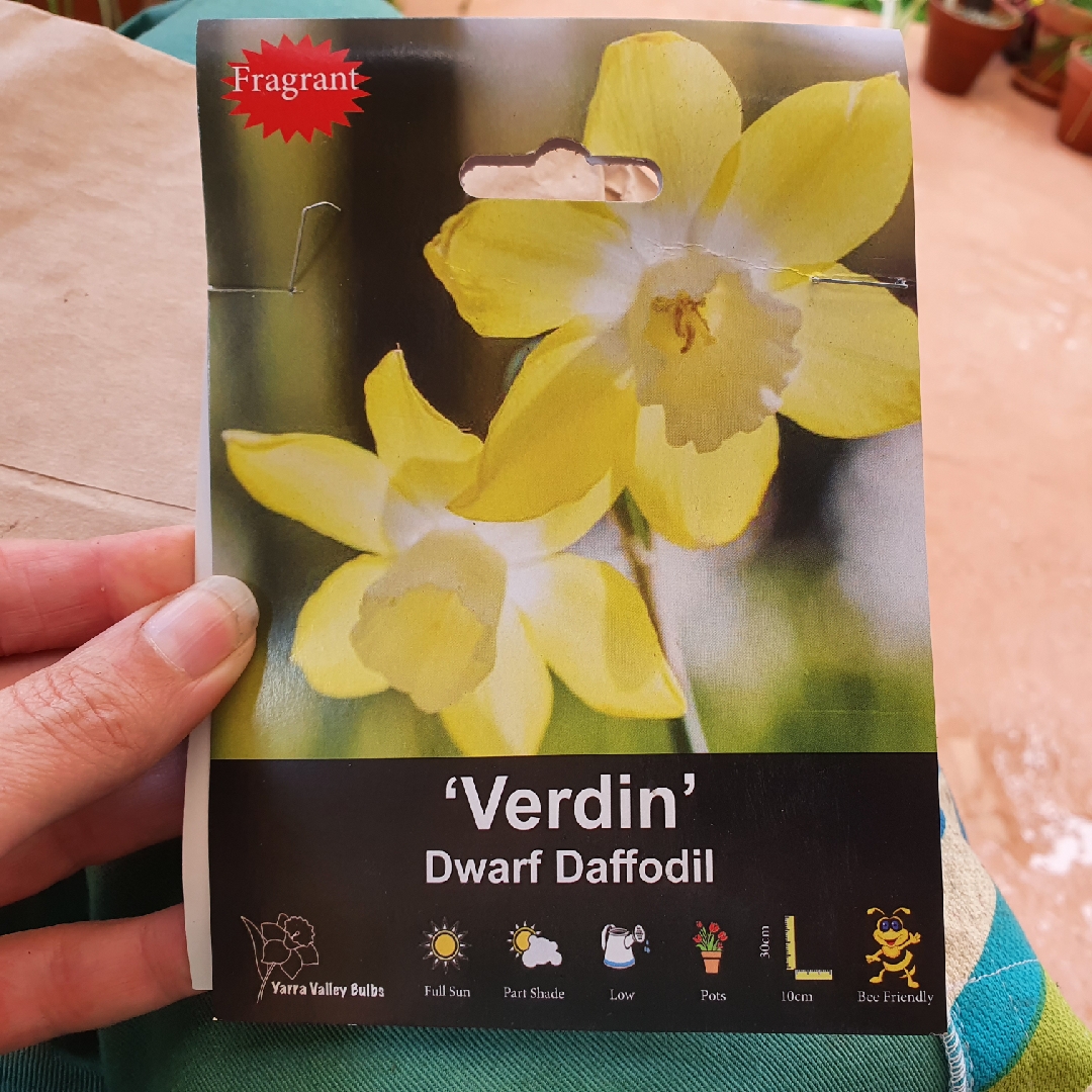 Daffodil Verdin (Jonquilla) in the GardenTags plant encyclopedia