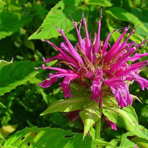 Bergamot Mahogany in the GardenTags plant encyclopedia