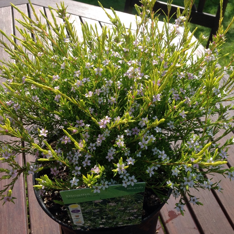 Diosma Sunset Gold in the GardenTags plant encyclopedia