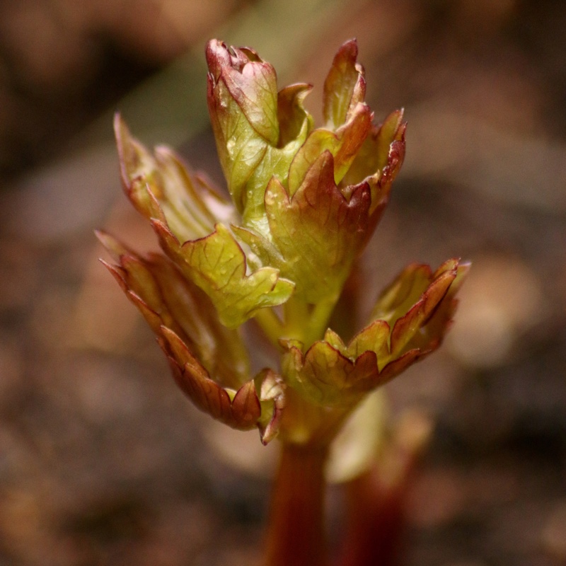 Lovage in the GardenTags plant encyclopedia