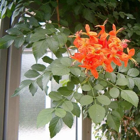 Cape Honeysuckle in the GardenTags plant encyclopedia