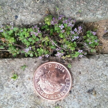 Corsican Mint in the GardenTags plant encyclopedia