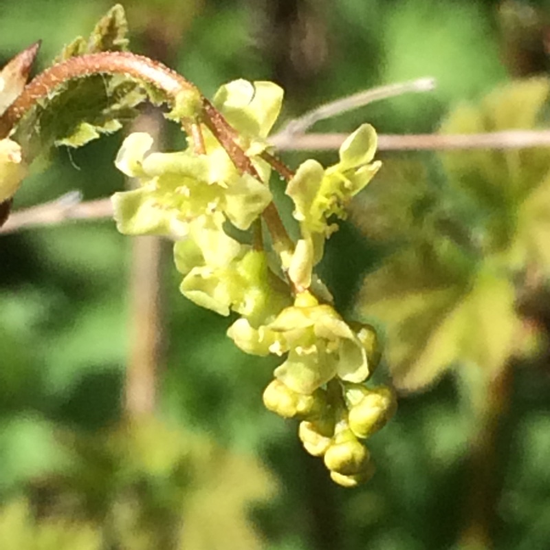 Whitecurrant Versailles Blanche in the GardenTags plant encyclopedia