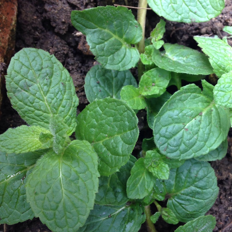 Orange Mint in the GardenTags plant encyclopedia