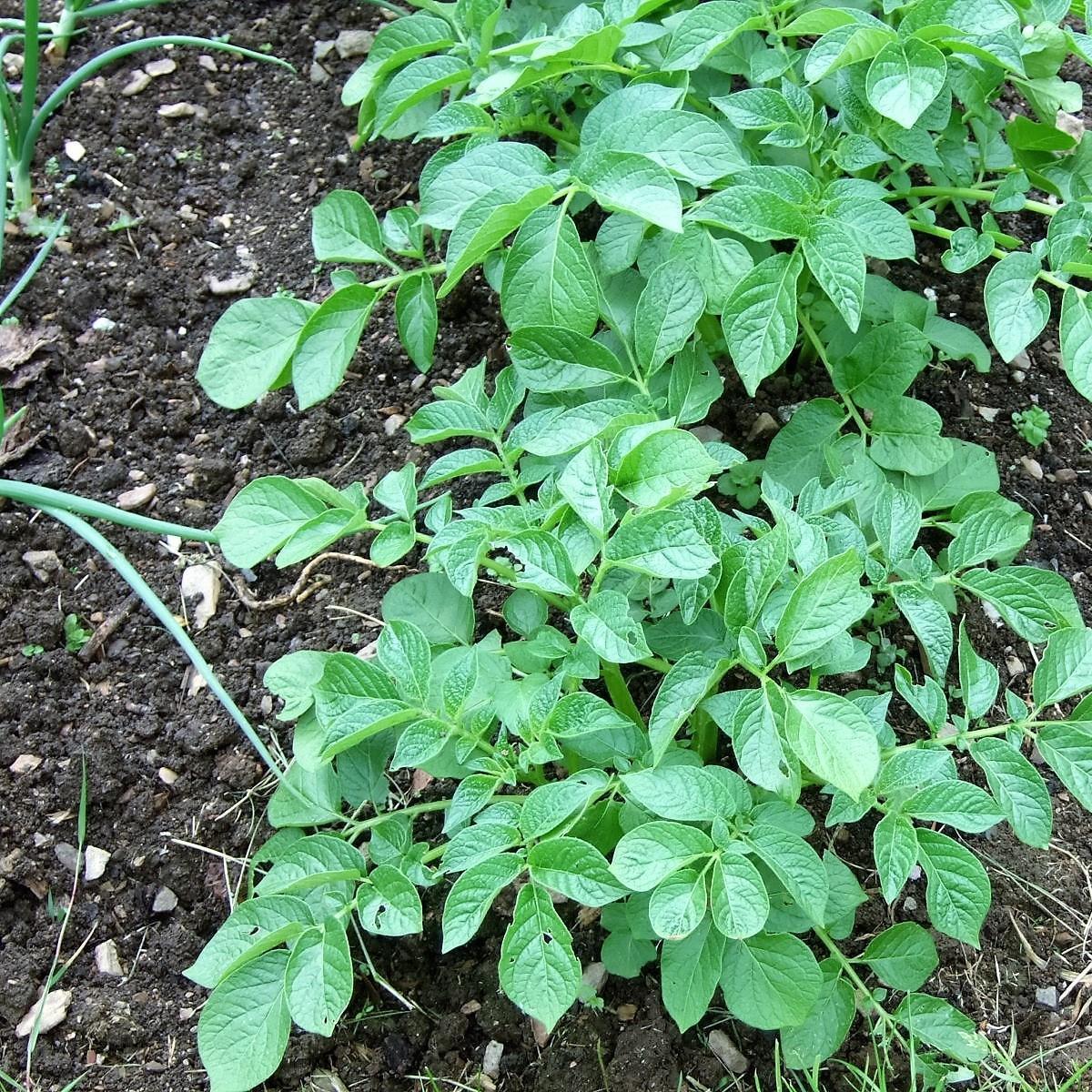 Potato Rocket in the GardenTags plant encyclopedia